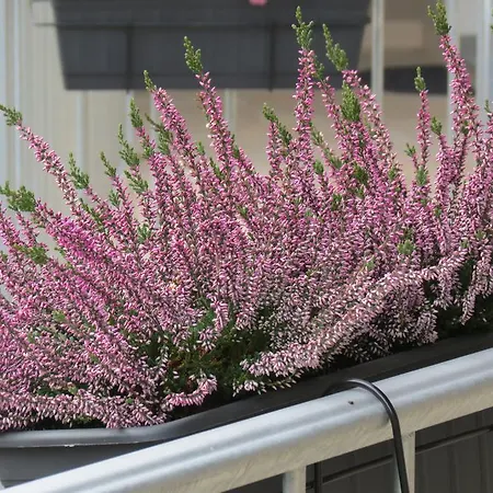 게스트하우스 Cristallo 3*