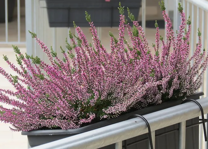 Casa de hóspedes Cristallo 3*